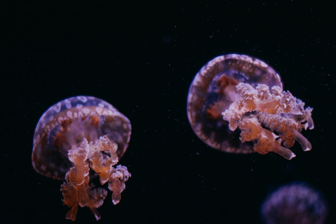 Royal Jelly