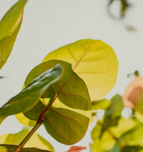 살론 대출자격 조건 신청방법