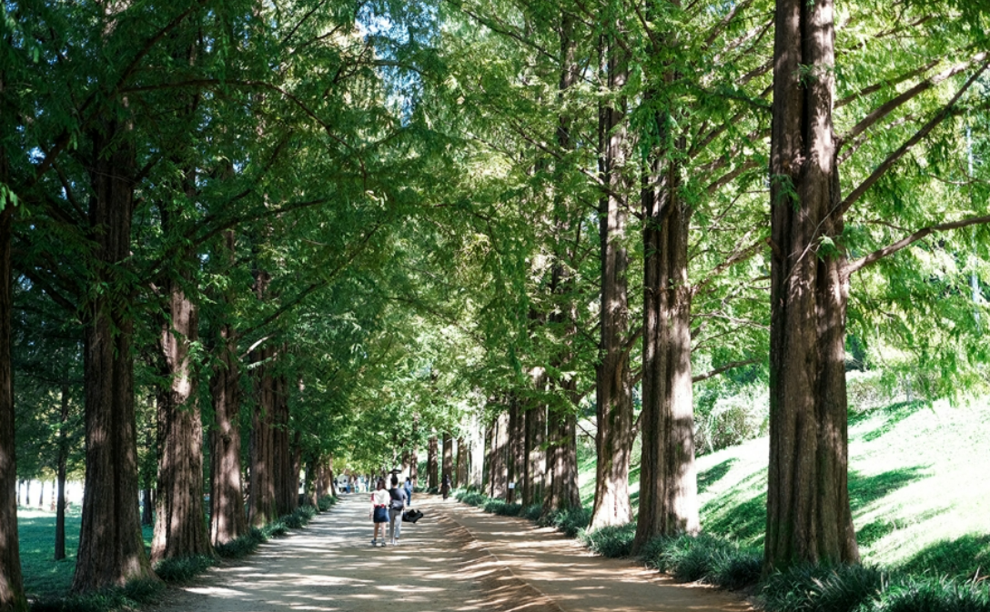 담양 메타쉐콰이어 길