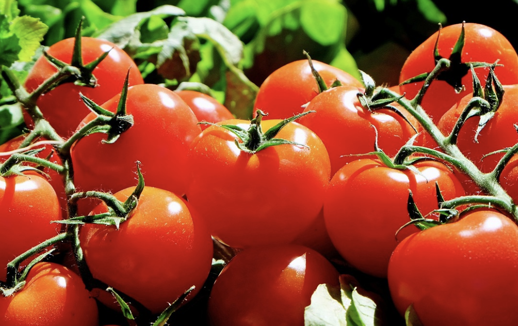 토마토-설탕-소금-리코펜-항산화