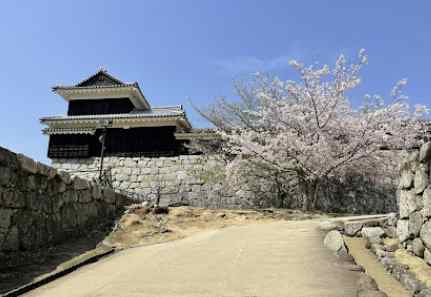 마쓰야마-벚꽃명소-마쓰야마성