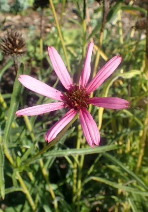 면역력높이는영양제