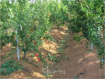 석류 재배 전정 요령 착과 관리 고온 피해 예방_30