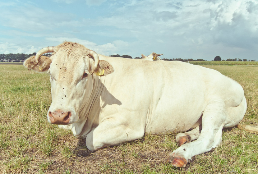 영화 워낭소리 관련 사진