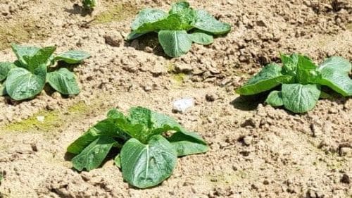 청경채-재배법-파종방법-모종-심는방법-정식방법-아주심기-모종심기-솎아주기-수확방법