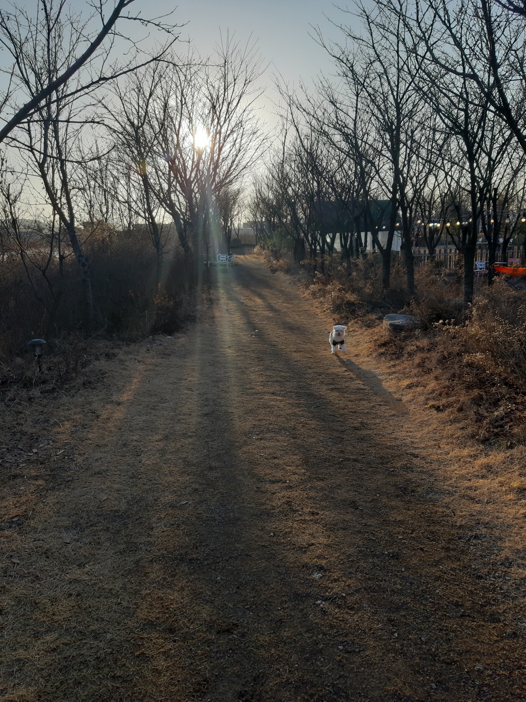 힐링그라운드 카페에서 뛰어노는 강아지