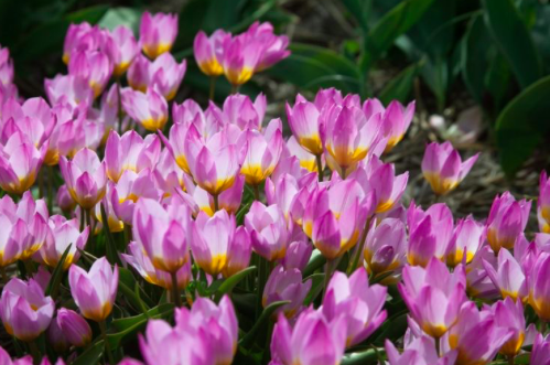 Lilac Wonder Tulip