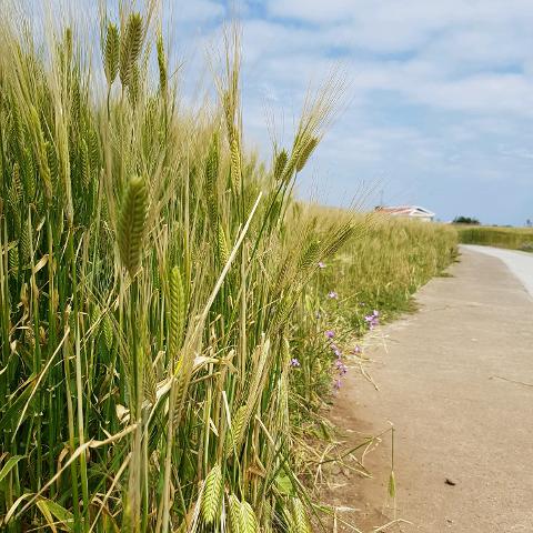 가파도 청보리축제 지도