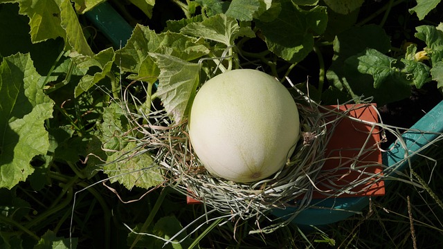 Fresh Melon