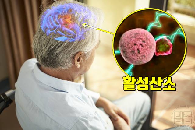 오렌지 매일 먹으면 오렌지효능 치매