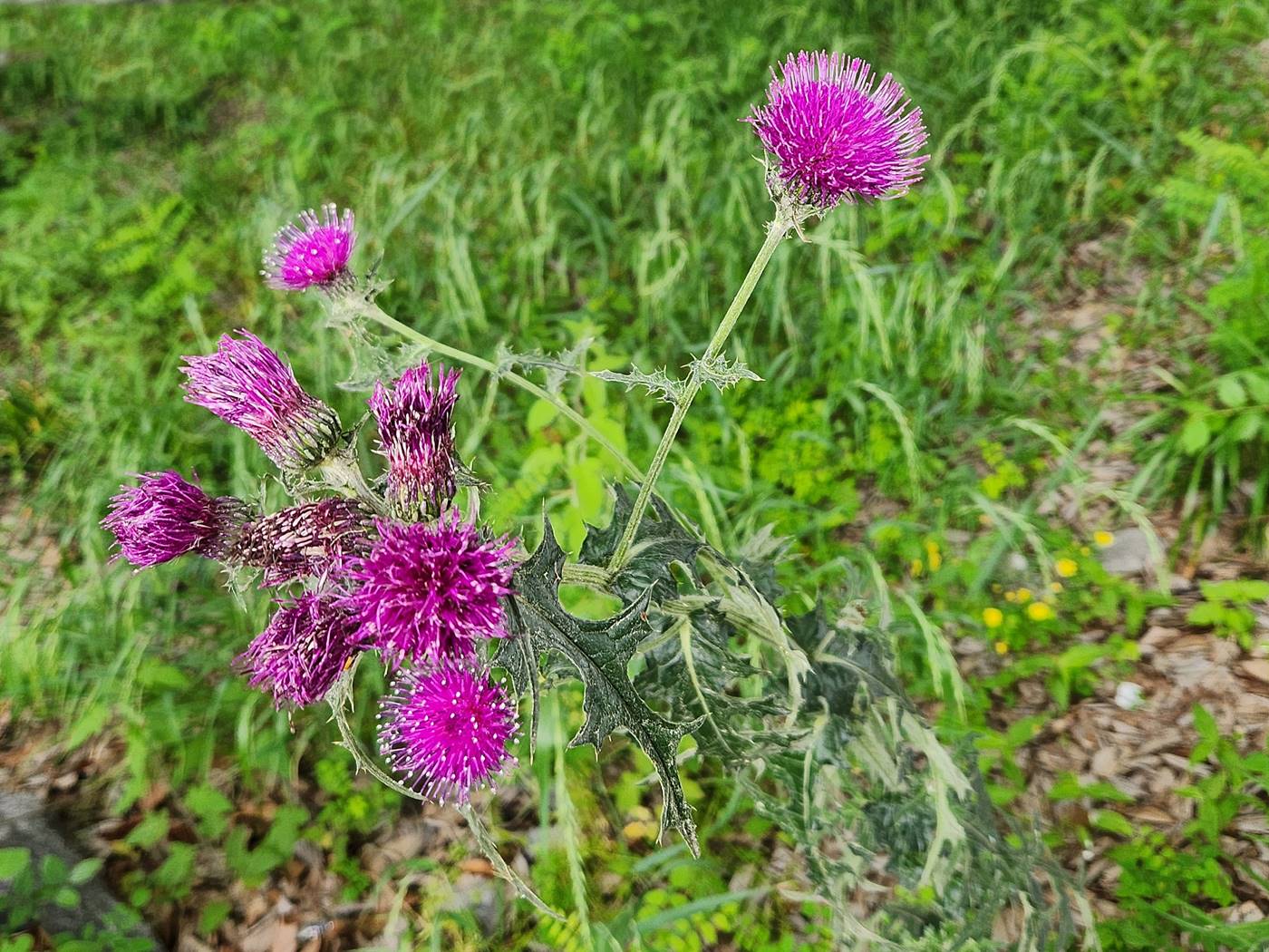 엉겅퀴(가시나물) Thistle
