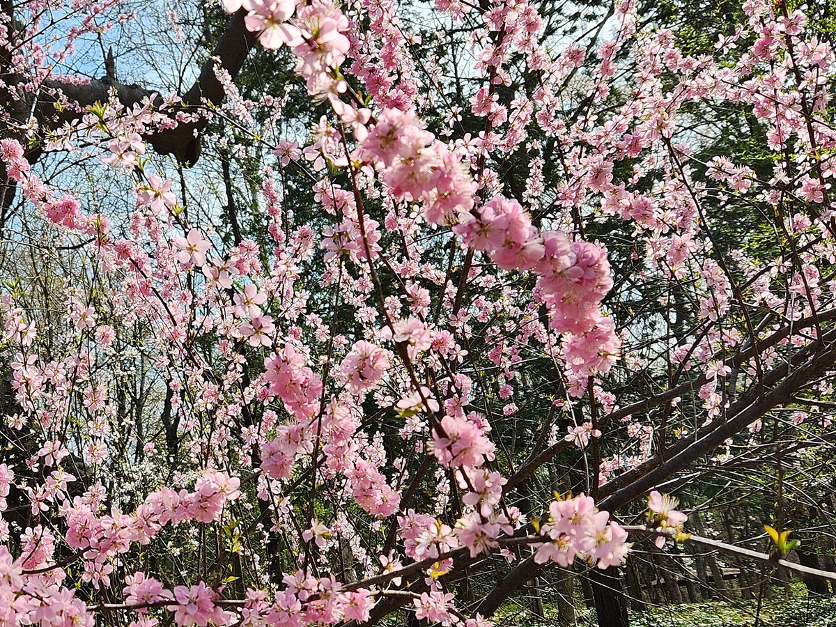 풀또기