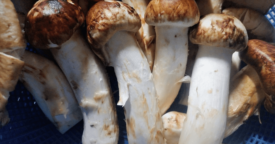 송이버섯 네 송이가 놓여 있다