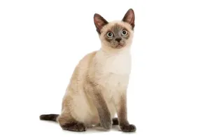 고양이