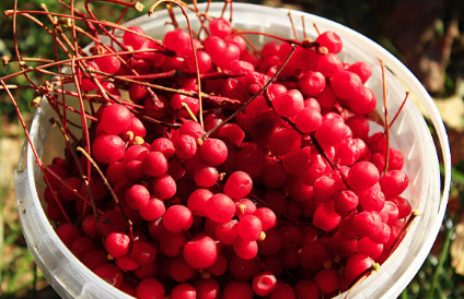 오미자 효능, 부작용, 수확시기 총정리 (2024ver)