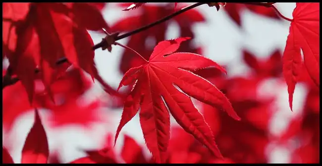 내장산 케이블카 예약방법, 요금, 주차장 정보 (+ 산행코스 )