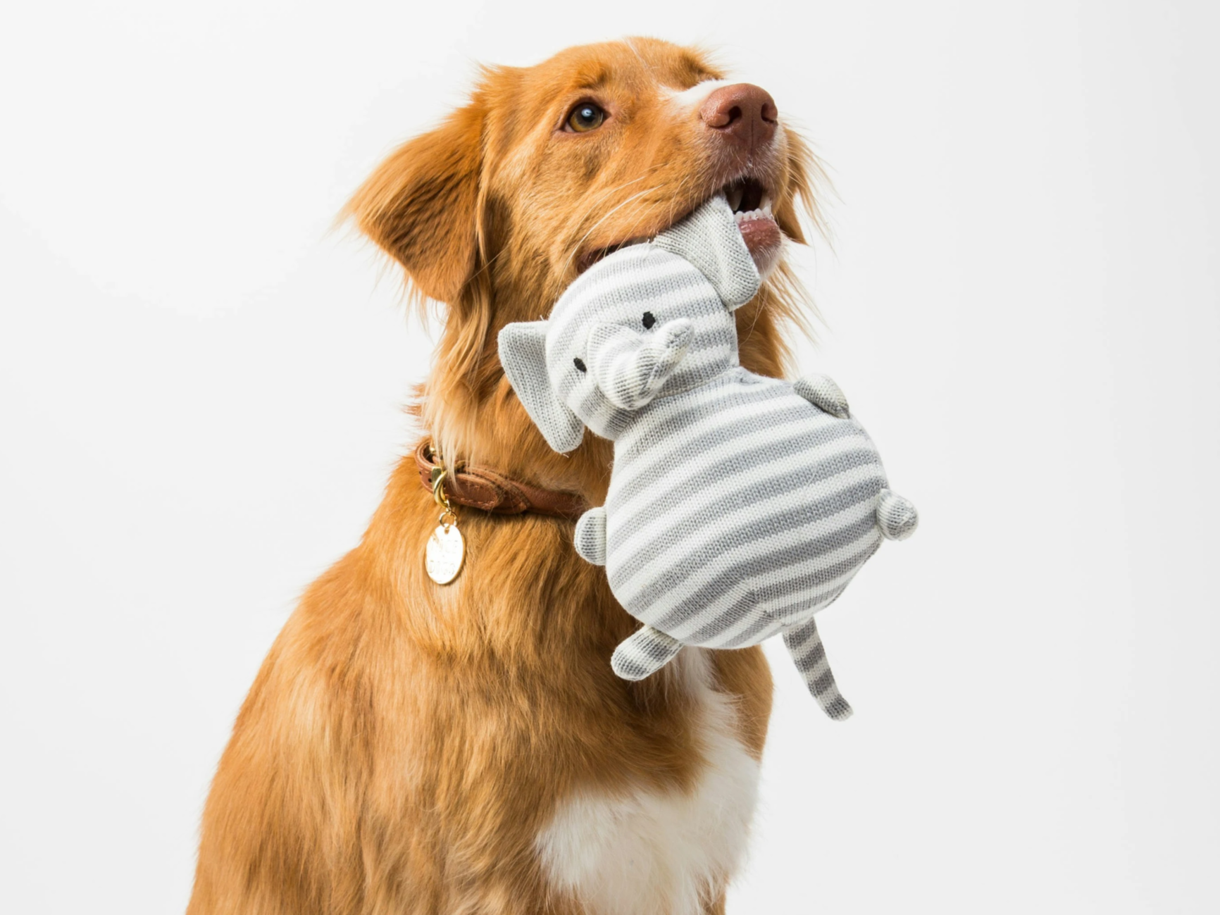 인형을 물고있는 강아지