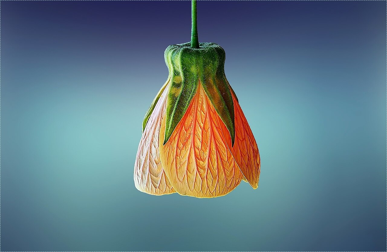 빽다방 창업비용