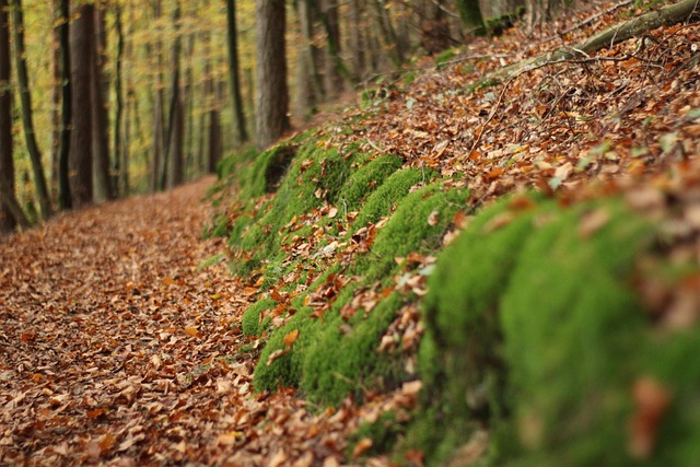 제주 국가숲길 9곳 가이드