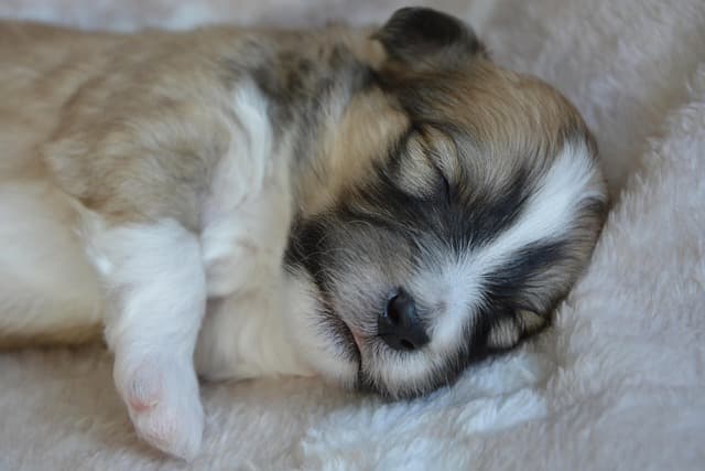canine atopic dermatitis