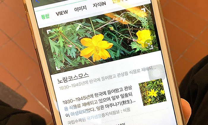 네이버-꽃이름-검색-방법