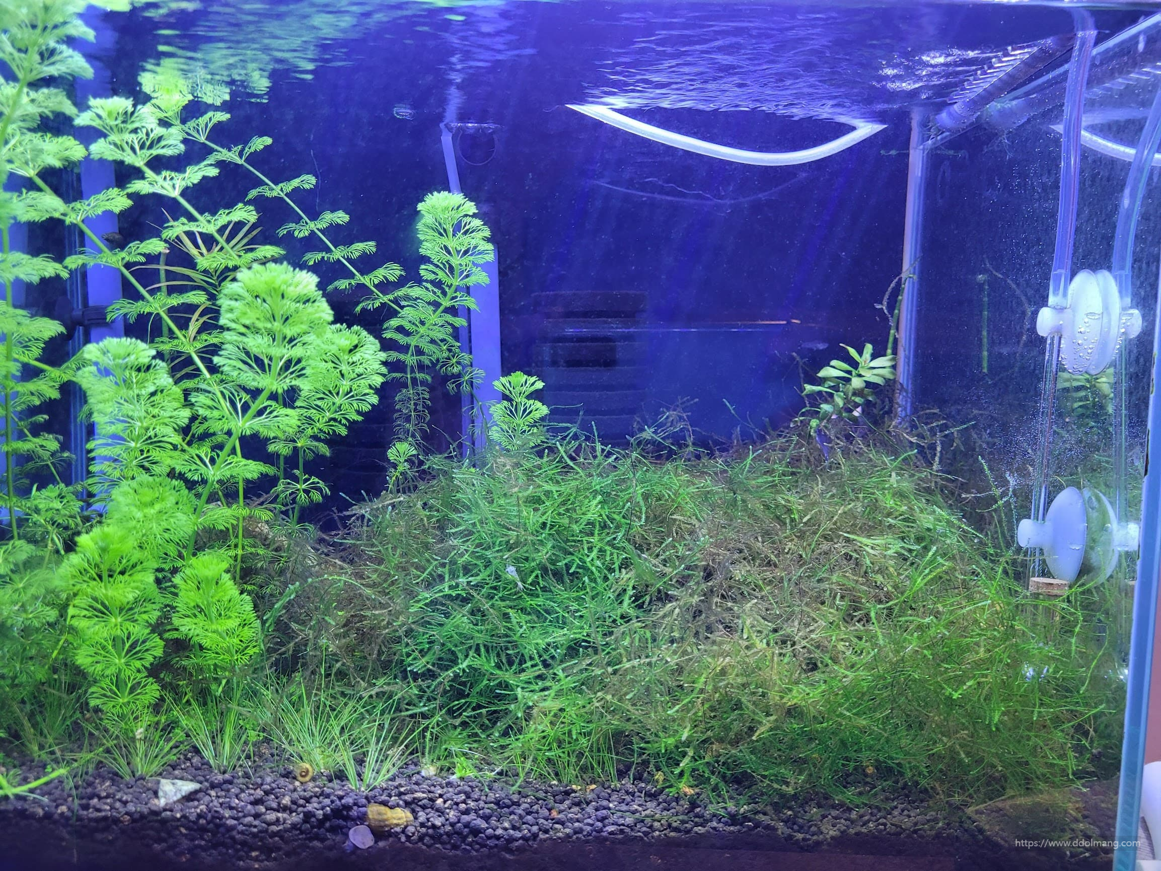 암브리아 전체 모습