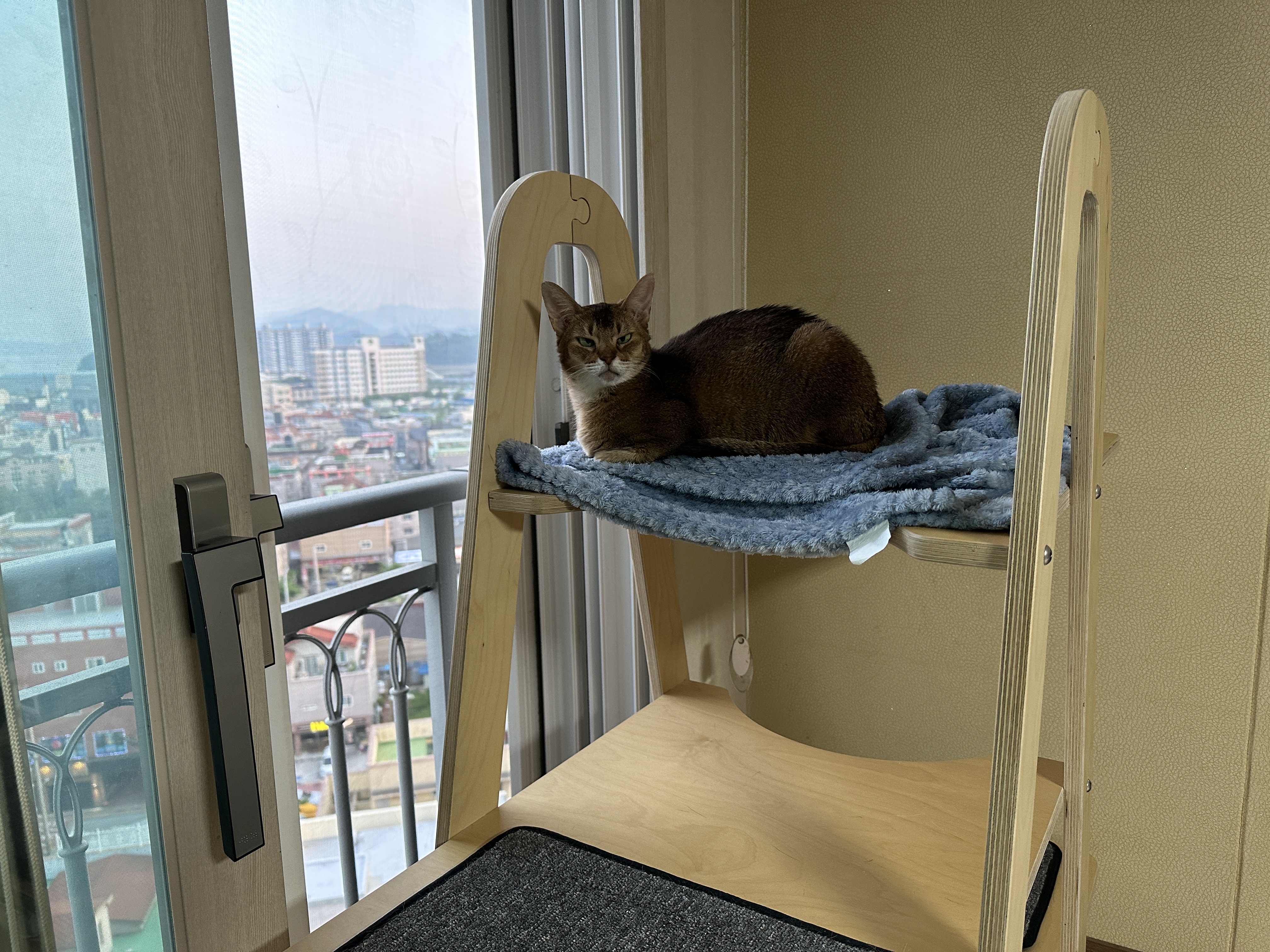 깔끔쟁이-두리도-캣타워-꼭대기-새-담요가-맘에-든다.-(feat.-루디)