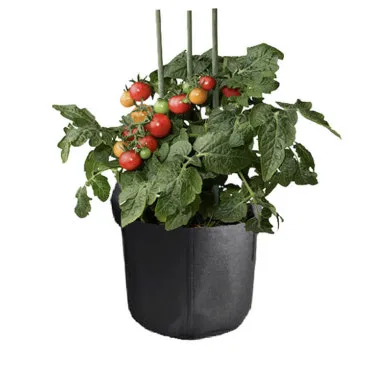 베란다 상자텃밭 상추 루꼴라 방울토마토 허브 모음 재배_8