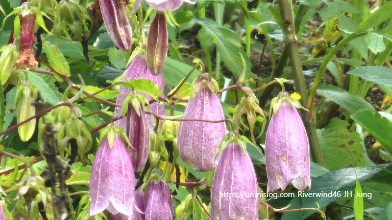 섬초롱꽃, Campanula takesimana