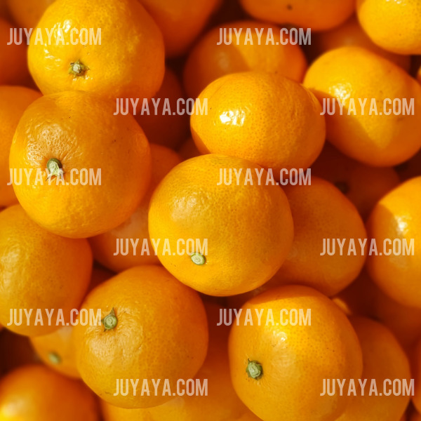 다수의 신선한 귤이 모여 있는 모습. 달콤하고 상큼한 맛으로 겨울철 건강을 지켜주는 과일.