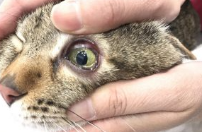 유루증으로 인한 눈물의 증가