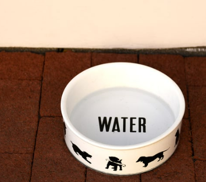 강아지 떠는 이유 6가지, 단순히 추워서가 아닙니다