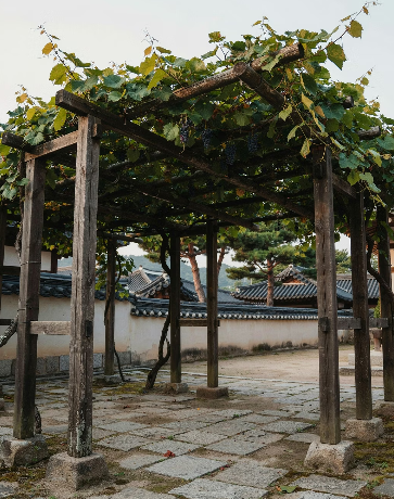 포도 효능