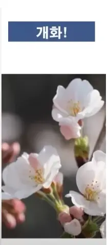 벚꽃개화