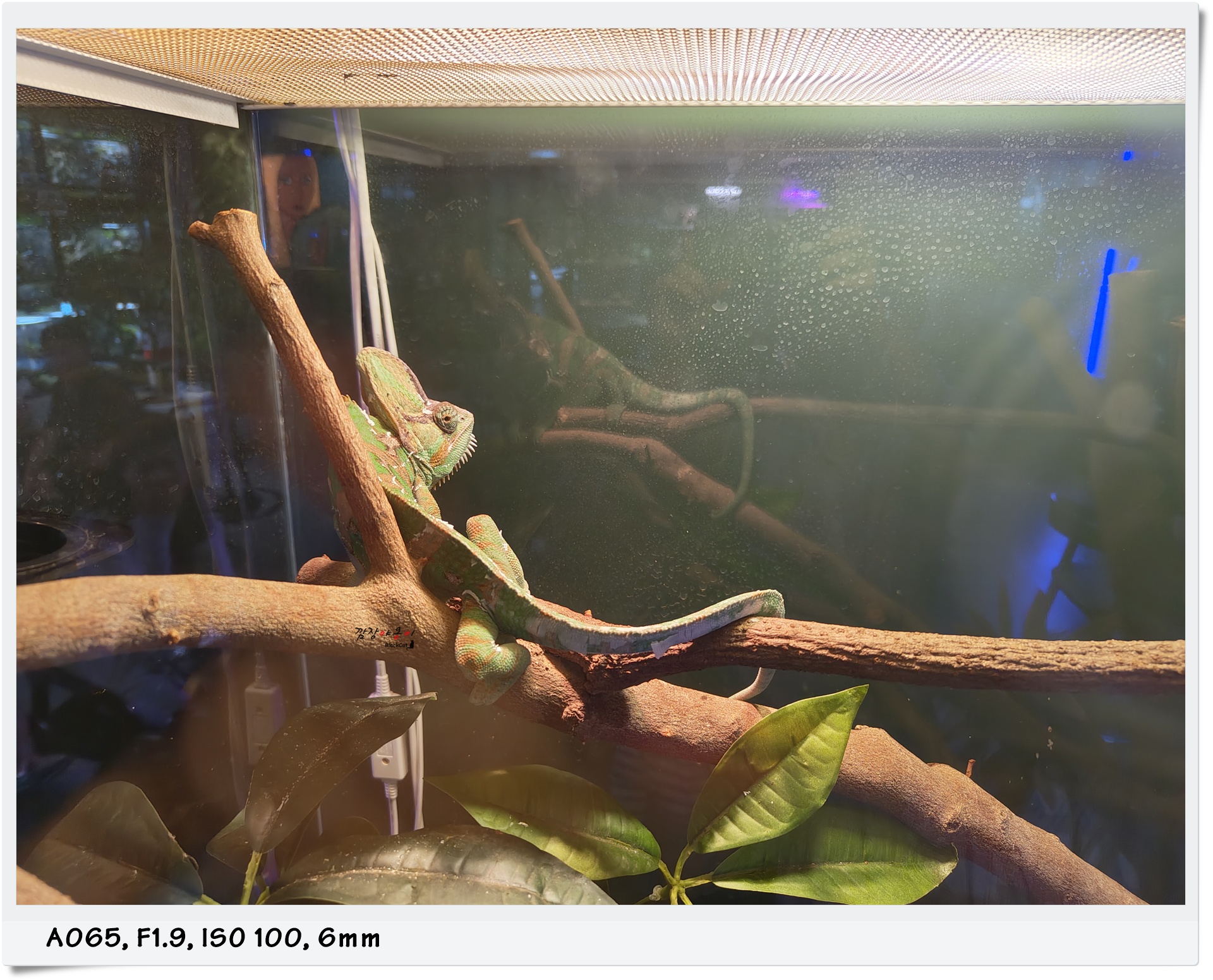가지 위에 앉아 있는 어반네이처 카멜레온