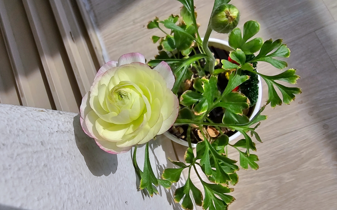 오후에 다 핀 라넌큘러스