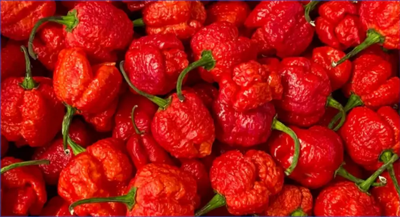 캐롤라이나-리퍼