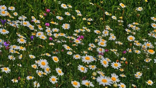 유기농 도시공원 조성: 지속 가능한 녹지 공간 만들기