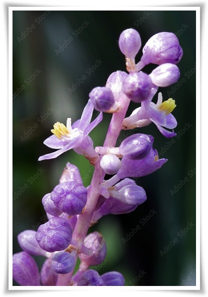 화초 &quot;맥문동&quot; 사계절 내내 우아한, 척박한 땅에서도 꽃 피우는 생명력!