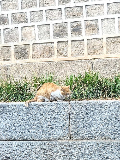 서순라길 산책중 만난 돌담위의 갈색 길고양이
