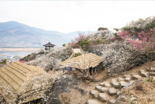 광양 매화 개화시기