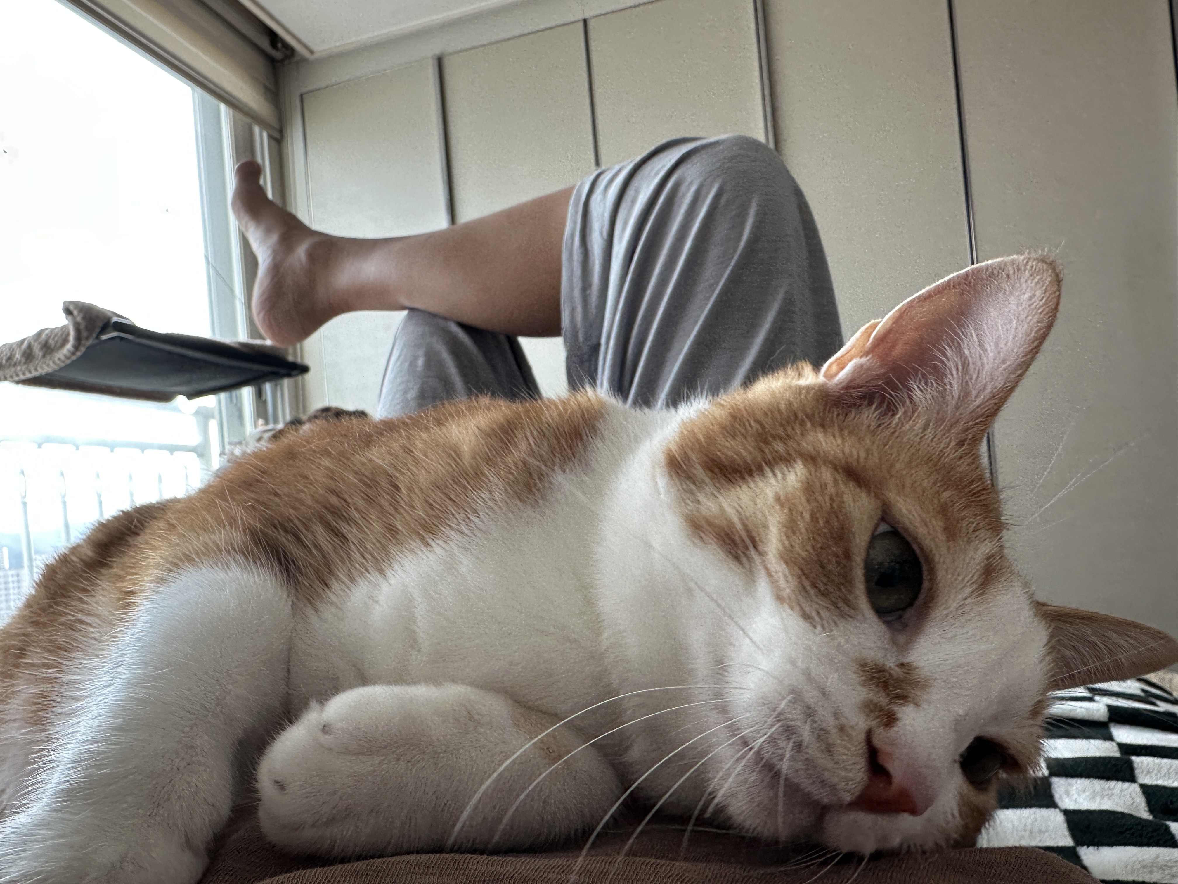 엄마_배_위로_올라와서_엄마한테_애교부리는_호야_3