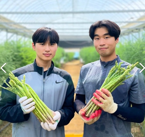 6시내고향 경북김천 아스파라거스 건강딱농장 주문방법 아스파라거스효능및부작용보관방법