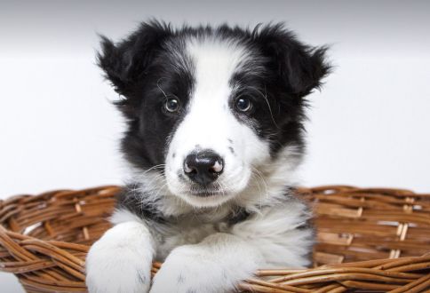강아지 비만의 위험성과 올바른 체중 관리법