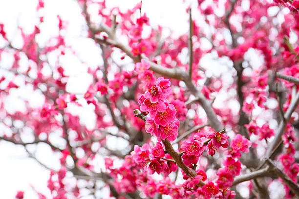 2026년-3월-봄꽃-축제-홍매화-축제