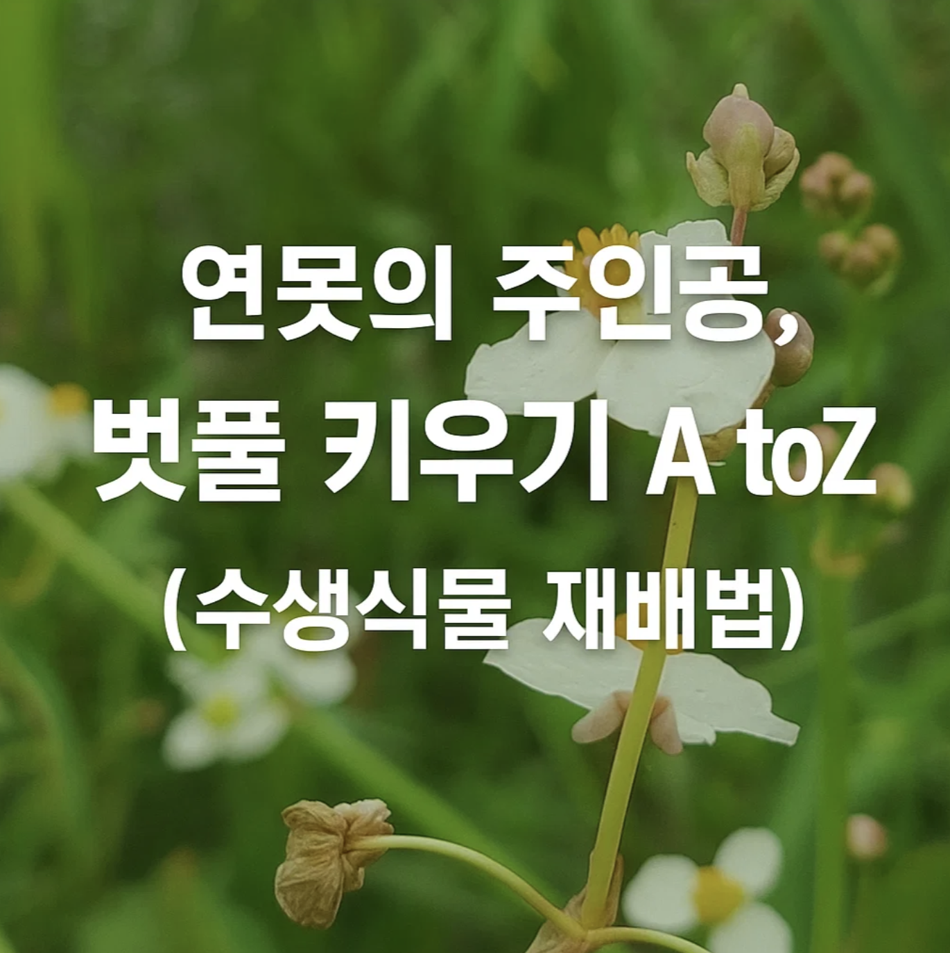 연못의 주인공, 벗풀 키우기 A to Z (수생식물 재배법)