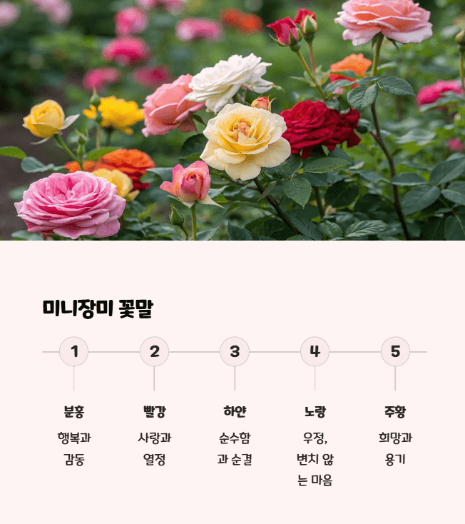 미니장미 꽃말