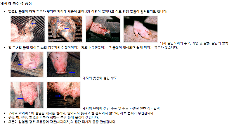 돼지 구제역 증상