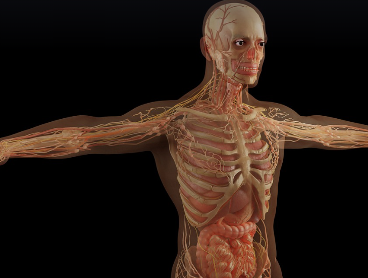 사람 장기의 모습