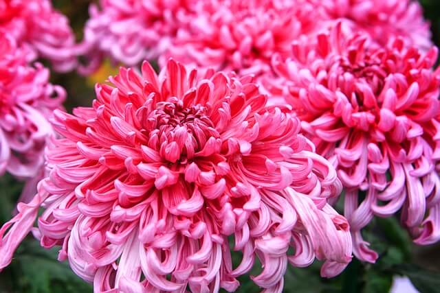 탐스러운 다알리아